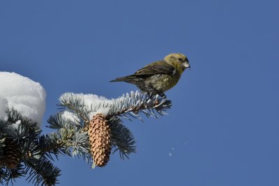 Red Crossbill (Female)