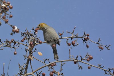 Pine Grosbeak (Female)