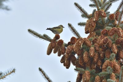 Red Crossbill (Female)