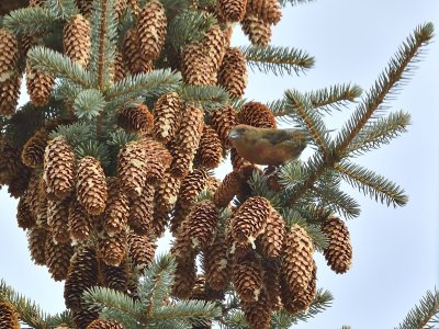 Red Crossbill (Male)