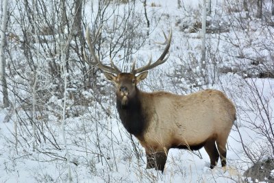 Bull Elk