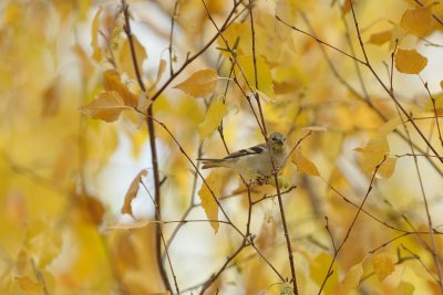 Goldfinch