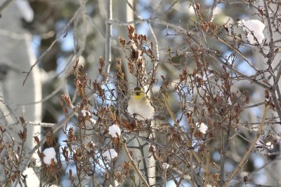 Goldfinch