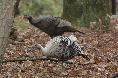 Wild Turkey