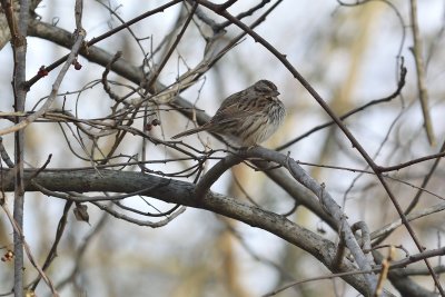 White-throated Sparrow (Female)