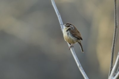 Singing for a Mate