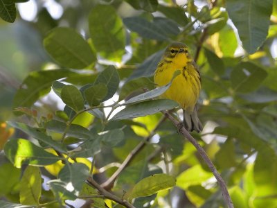 Prairie Warbler