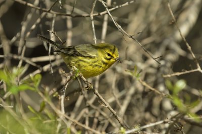 Prairie Warbler