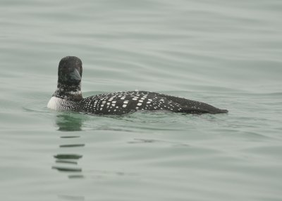 Enjoying Gulf Waters