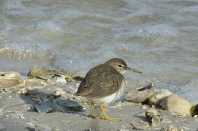 Spotted Sandpiper