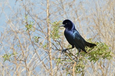 Boat-tailed Grackle (Male)