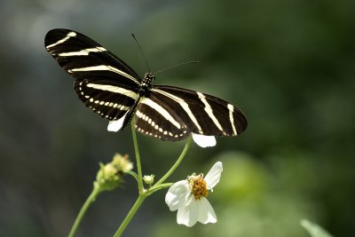 Zebra Longwing Butterfly