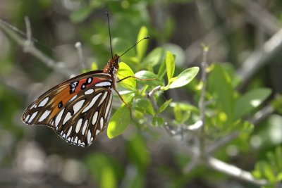 Gulf Fritillary Butterfly