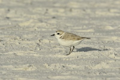 Snowy Plover