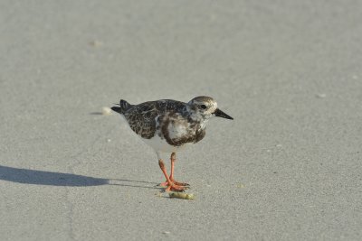 Turnstone