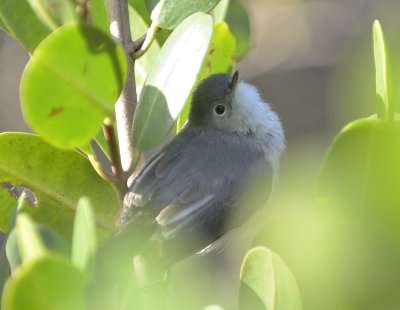 Blue-gray Gnatcatcher