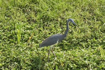 Tri-colored Heron