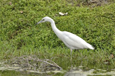 Little Blue Heron (immature)