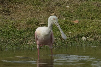 Roseate Spoonbill