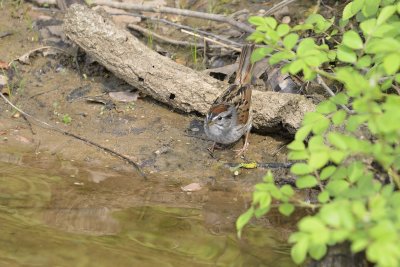 Swamp Sparrow