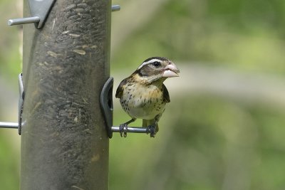 Rose-breasted Grosbeak (Female)