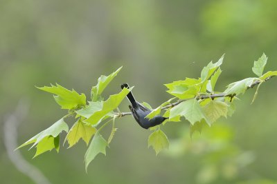Blue-gray Gnatcatcher (Male)