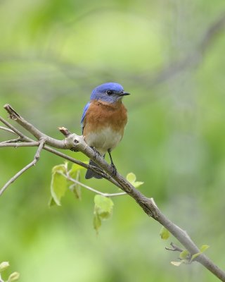 Eastern Bluebird (Male)