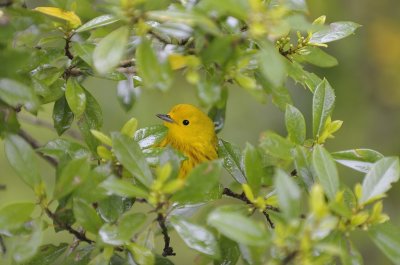 ^Yellow Warblers