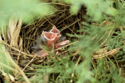 'Three Mouths-to-feed'