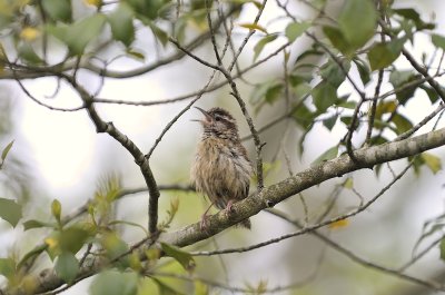 Carolina Wren