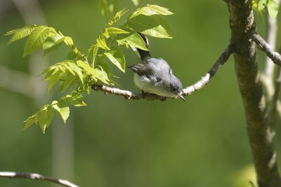 Blue-gray Gnatcatcher (Female)