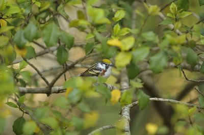 Chestnut-sided Warbler