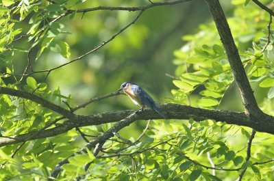 Eastern Bluebird (Male)