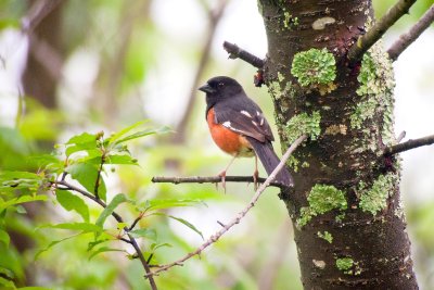 Eastern Towhee (Male)