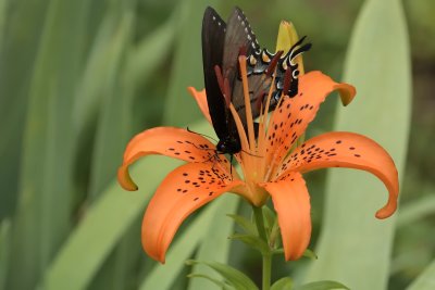 Eastern Tiger Swallowtail (Dark Morph)