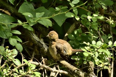 Eastern Towhee (Immature)