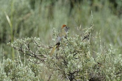 Green-tailed Towhee (Male)
