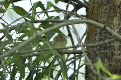 Yellow Warbler (fledgeling)
