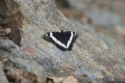 White Admiral