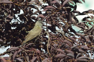 Western Kingbird