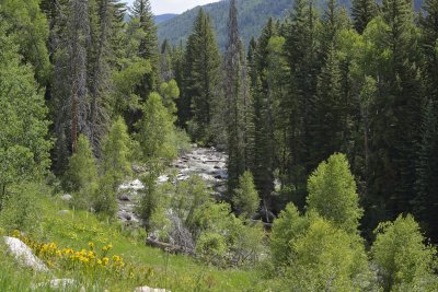 Looking Up-Stream of Mad Creek