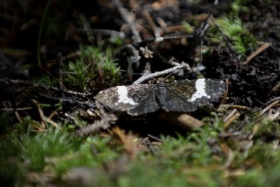 Spear-marked Black Moth