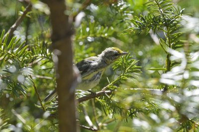 Fall Unknown Warblers