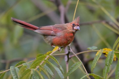 This year's Male Cardinal
