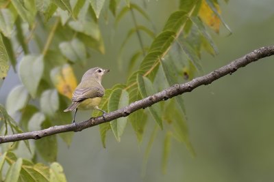 ^Philadelphia Vireos