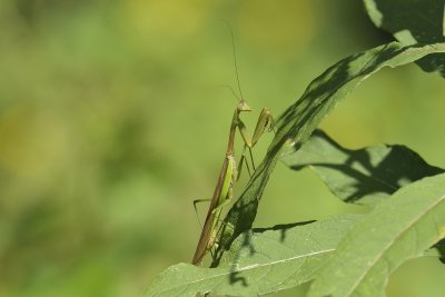 Mantises