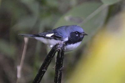 ^Black-throated Blue Warblers