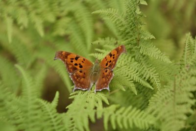 Question Mark Butterfly