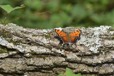 Comma Butterfly