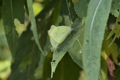 Cabbage White Butterflies